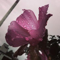 Kvetinka,upršaný deň